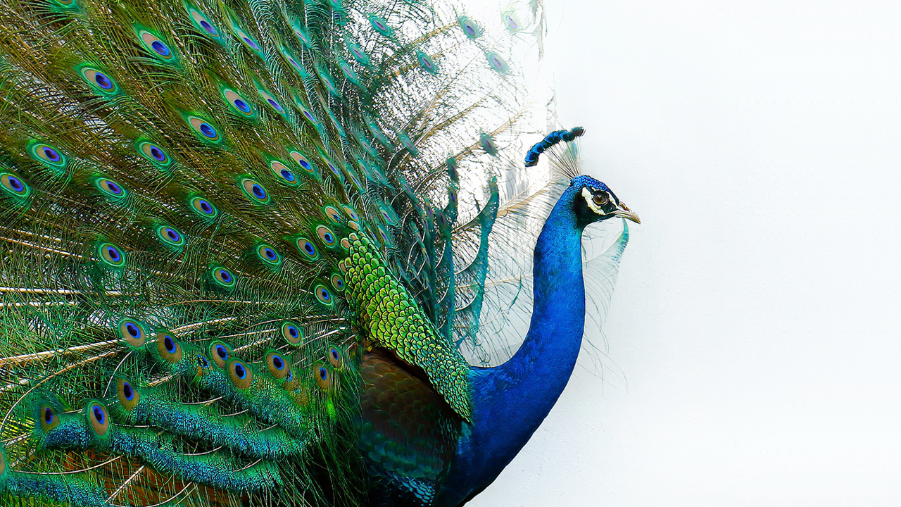 Peacock